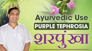 Ayurvedic use Purple Tephrosia (शरपुंखा) | Acharya Balkrishna