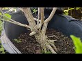 nursey hunt for budget bonsai. amazing finds