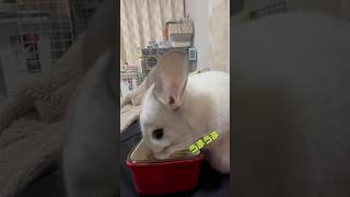 【照れ屋さん】カメラを向けると…#おすすめ #チンチラ #chinchilla #かわいい #小動物 #shorts