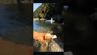 Dogs having fun in the sea water 💦🌊#viral #shorts #dog 🐕