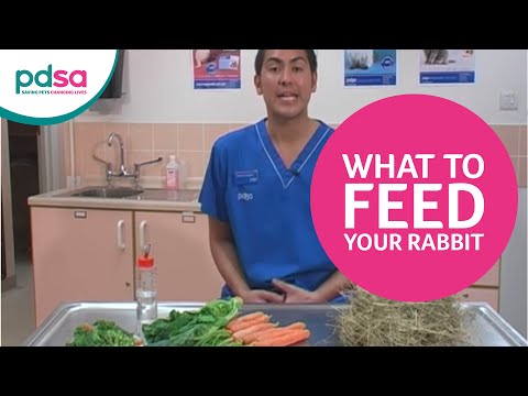 PDSA Vet Advice On Feeding Your Pet Rabbits - YouTube