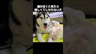 猫が近くに来たら嬉しくてしかたない犬...笑#shorts