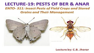 ENTO - 311 Lec  19 Pests of Ber & Anar