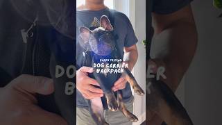 Puppy testing a dog carrier backpack 🐶🎒 #puppy #frenchbulldog #frenchie #dog #shorts #pets