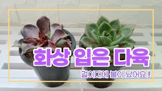 210731 다육스케치 l 사연 있는 다육 l 화상 입은 다육이들 l 여름철 다육이 관리법 l 다육식물 l Succulent plants l 초보다육 l 다육이 키우기