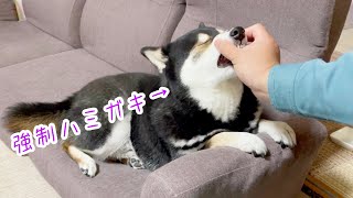 人によって態度を変える柴犬…朝の場合