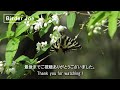 夏鳥3種の囀り　オオルリ、センダイムシクイ、コサメビタキ 3 summer birds songs warbler flycatchers