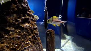 A Porkfish Cleaning Another Fish