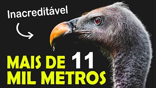 INACREDITÁVEL | Conheça  AS AVES QUE VOAM MAIS ALTO