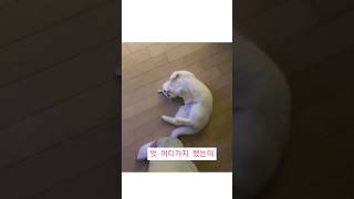 집에 늦게 들어왔을 때 고양이 반응 (how she reacted when I got home late)