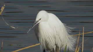 【部分】コサギ＆オオバン　浮間公園の１月２５日の野鳥たち（２０２５年１月２５日（土）撮影）