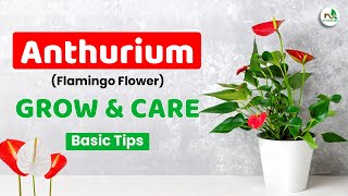 Anthurium Plant Grow \u0026 Care Tips | एन्थ्यूरियम को ग्रो और केयर कैसे करें? |Guide for Stunning Blooms