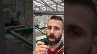 Quick explanation of the million dollar koi pond at Maruhiro koi farm! #koi #koifish #koipond