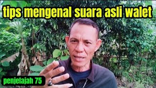 cara mengetahui suara asli rekaman suara panggil walet