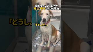 保護権センターの犬が悲しい目をしていた理由