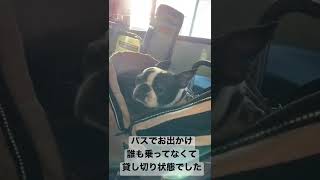 バスでお出かけ🚌ボストンテリアのお市ちゃん❤︎