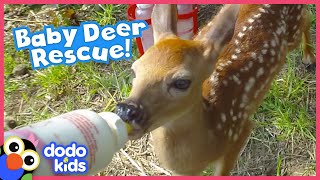 Lost Baby Deer Asks People To Rescue Her | Animal Videos For Kids | Dodo Kids