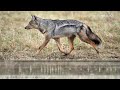 side striped jackal sounds yelping barks and gruff calls