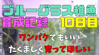 グッピー稚魚育成記録10日目～誕生直後・隔離なし個体、それぞれ比較～（アクア動画＃3）