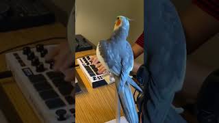 Little Cockatiel sings to the beat #parrot #bird #pet #cockatiel #cute