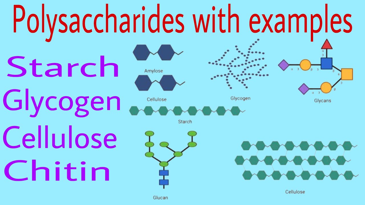 Polysaccharides With Examples Starch Glycogen Cellulose And Chitin By