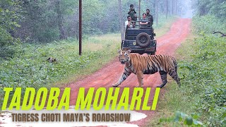 Tiger Safari Vlog -  Tadoba's Moharli Dewada Adegaon Junona and Agarzari Meet Choti Madhu \u0026 Shambhu