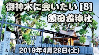 御神木に会いたい[8]額田戎神社2023年4月29日(日)