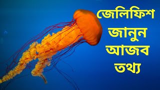 জেলিফিশ নিয়ে  আজব তথ্য জানুন । jellyfish unknown facts