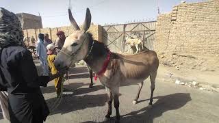 آج گدھا منڈی میں بہت بڑی تعداد میں گدھے آئے ہیںA large number of donkeys were seen in the Donkey Mar