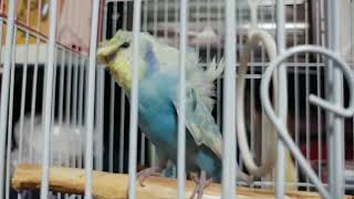 【羽衣セキセイインコのレインボー】初めて鳴いた！（オス♂・幼鳥１羽）－カゴの中の様子（２４１）