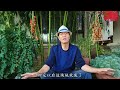 续集｜为什么要在小院里种点生姜？回答花友们提的四个问题！ gardening ginger answer