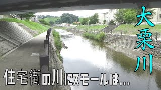 【多摩川支流】聖蹟桜ヶ丘の住宅街を流れる小川でスモール発見【大栗川バス釣り】