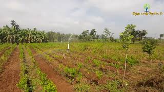 சுடும் வெயிலில் வானவில் வரும் எங்க தோட்டதுக்கு | சித்து யாழ் தோட்டம்