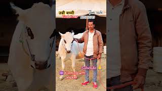 उन्नी बच्ची first timer for sale 8057 185763 for by yogesh bhati #viralvideo #video#viralshorts #cow