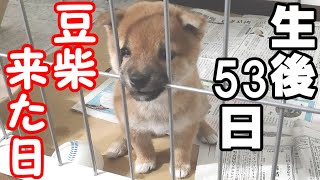 【豆柴犬】生後53日の豆柴赤ちゃんが我が家にやって来た日！#1【shibainu】【Mameshiba puppy】