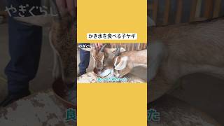 初めてのかき氷を食べる子ヤギ　#ヤギと大悟 #田舎暮らし #ヤギ #goat #shorts