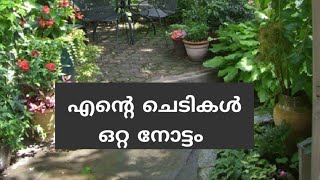 എന്റെ ചെടികൾ ഒറ്റ നോട്ടം  My Garden