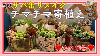 【多肉】#53 多肉植物のチマチマ寄植え☆おうちにあるものでサバ缶をリメイクしてみました。