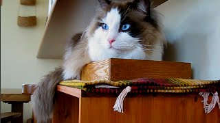 【猫のもじお君（ラグドール）】　箱猫　【Cat(ragdoll)  that do not fit in a box】