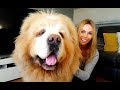 CHINESE TIBETAN MASTIFF - The World's Most Expensive Dog