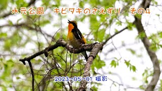 4K　水元公園　キビタキのさえずり　その4　2023 05 01撮影