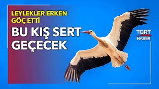 Leylekler Erken Göç Etti, Bu Kış Donacağız - TGRT Haber