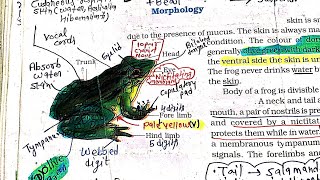 Morphology of frog one shot neet 2025