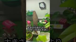 #アマガエル　#アマガエルの家