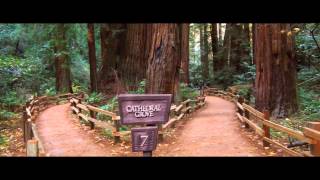 Muir Woods Redwoods & Marin County Wonders