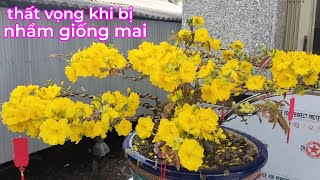 những giống mai bông đẹp và quá thất vọng vì đã tin người không chính tay cắt bo