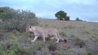 Lion attacks Giraffe - Shamwari