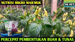 🔴 NUTRISI MIKRO MAJEMUK PERCEPAT PEMBENTUKAN BUAH BUNGA & TUNAS #petanicabesubang