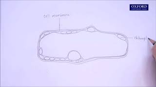 Online tutorial 2.1 Drawing high-power biological diagrams