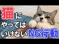 危険なことやってませんか？猫にやってはいけないNG行動を解説！【保護猫】